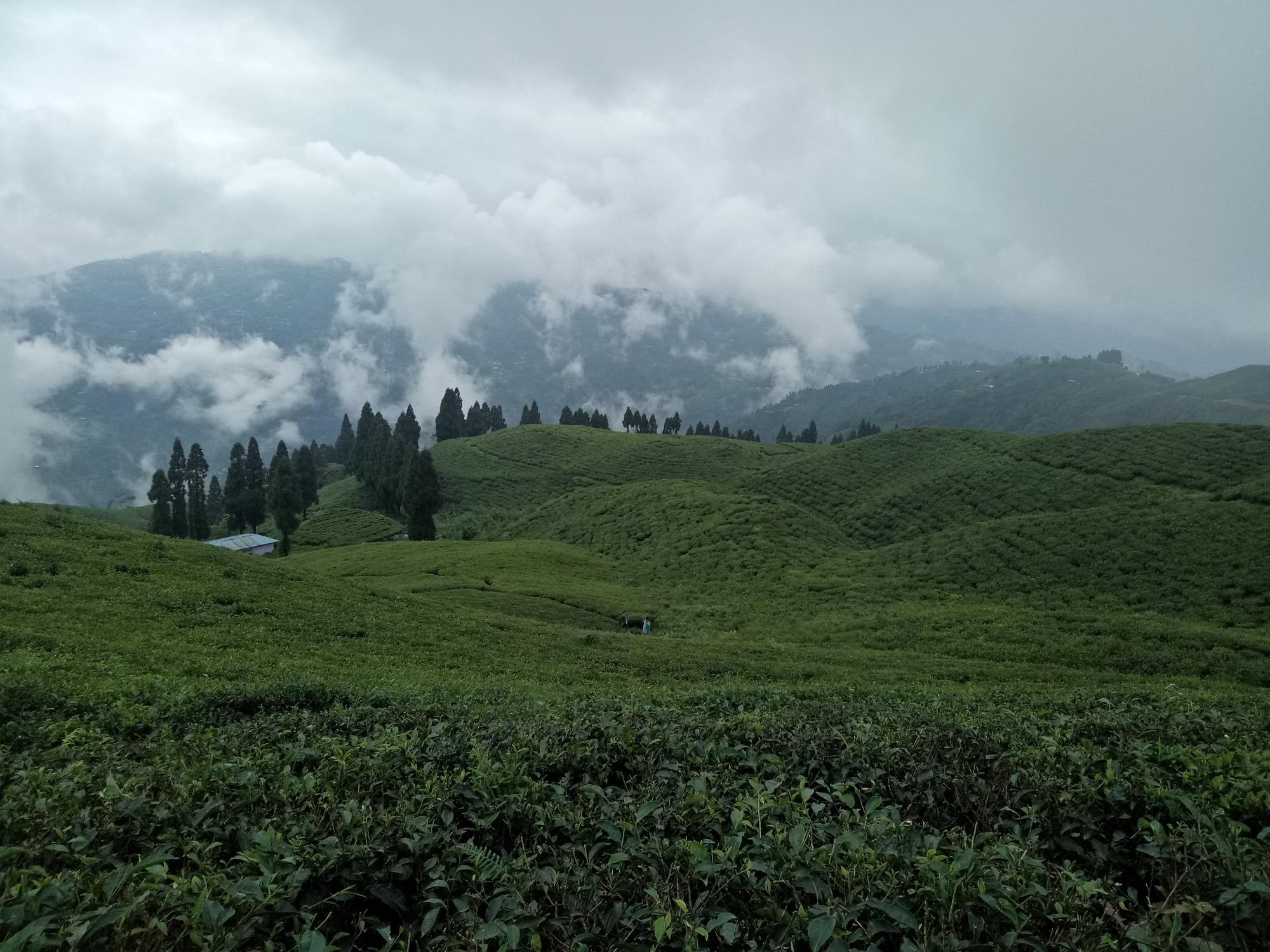 A tea garden in Ilam district, eastern Nepal.