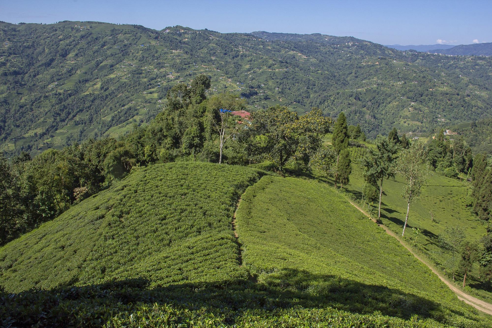 Terraced tea gardens covering the hills of Ilam district, eastern Nepal.