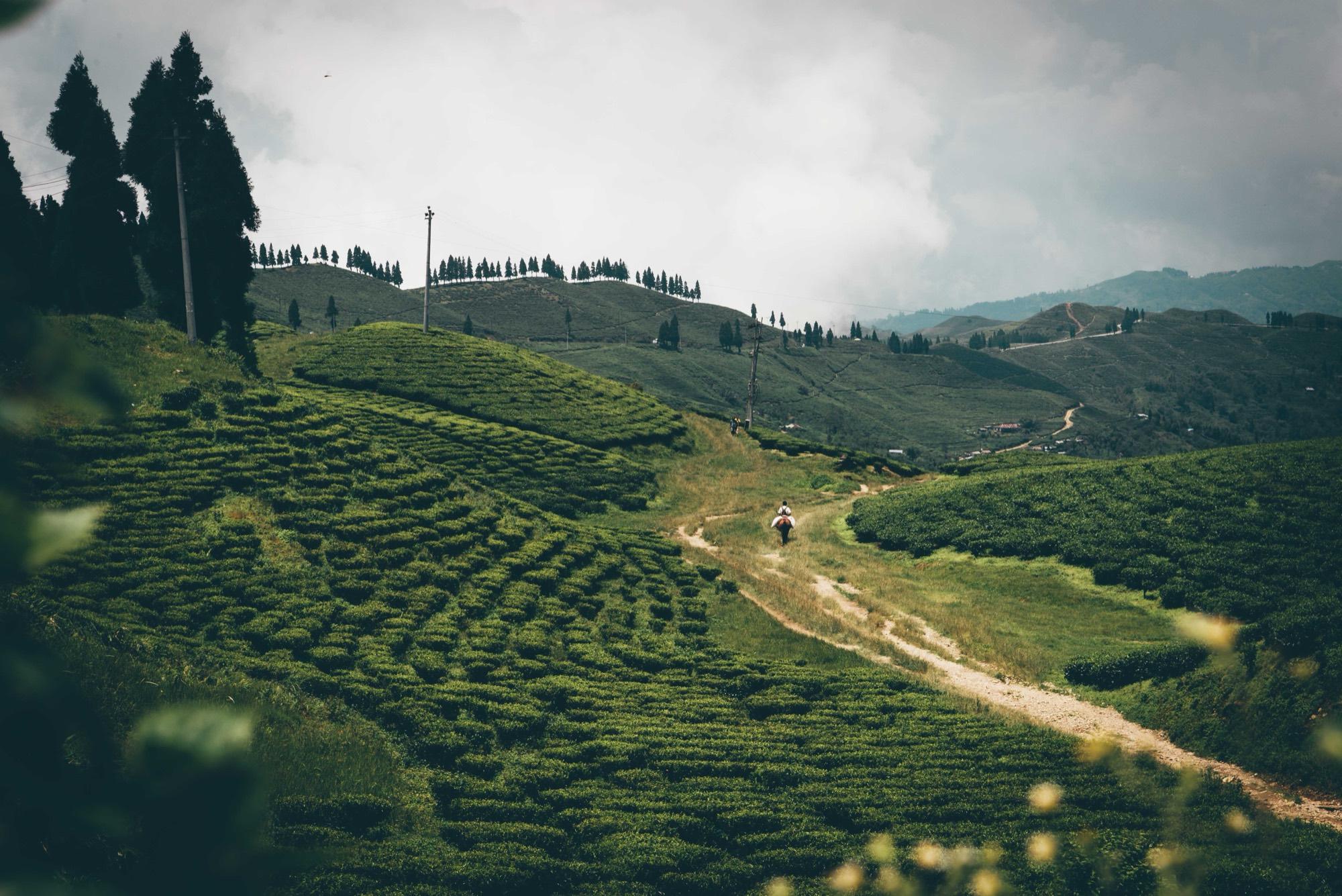 Kanyam tea garden in Ilam district, rows of tea bushes on a hillside.
