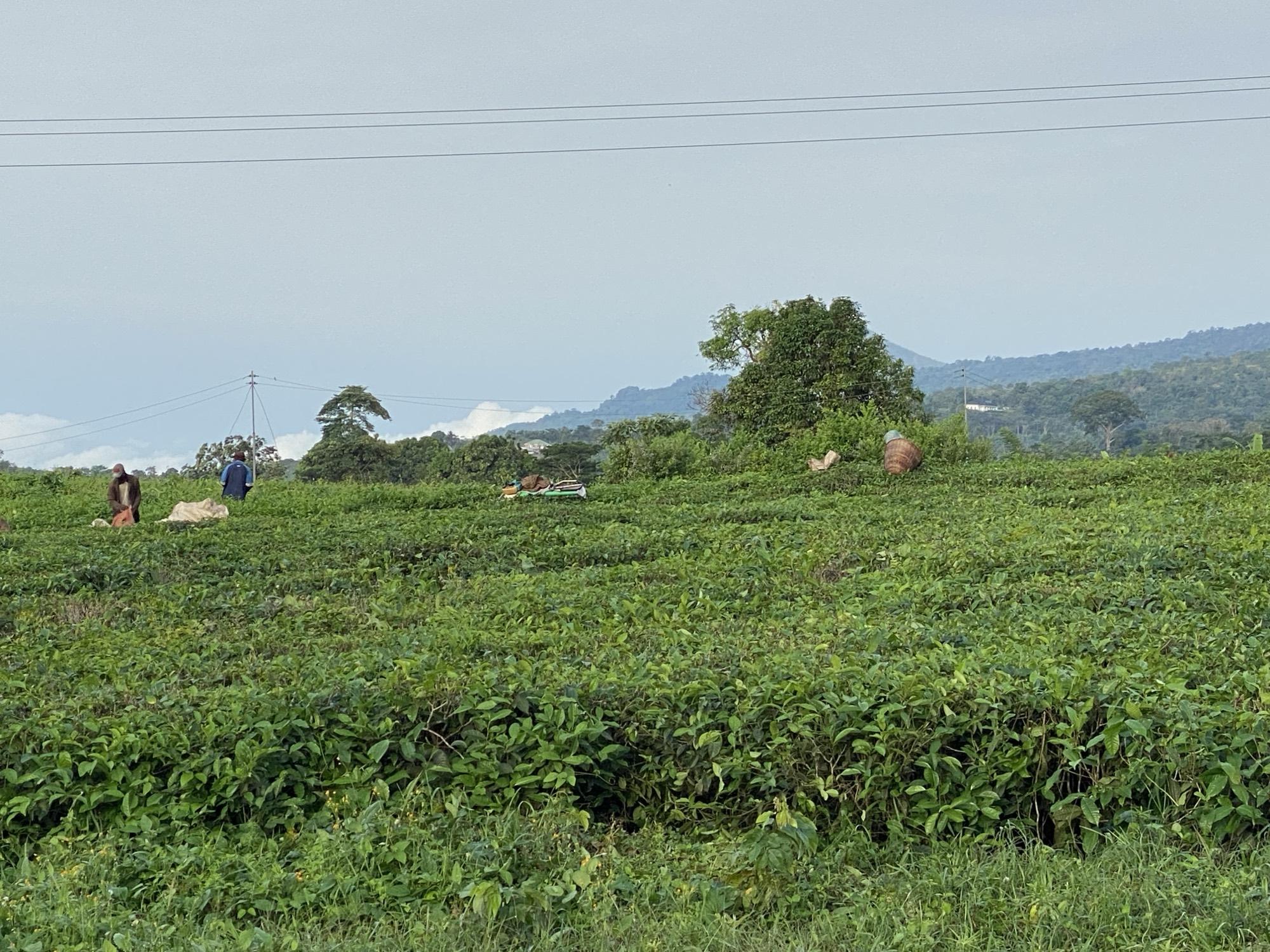 Tea farmers plucking leaf by hand.
