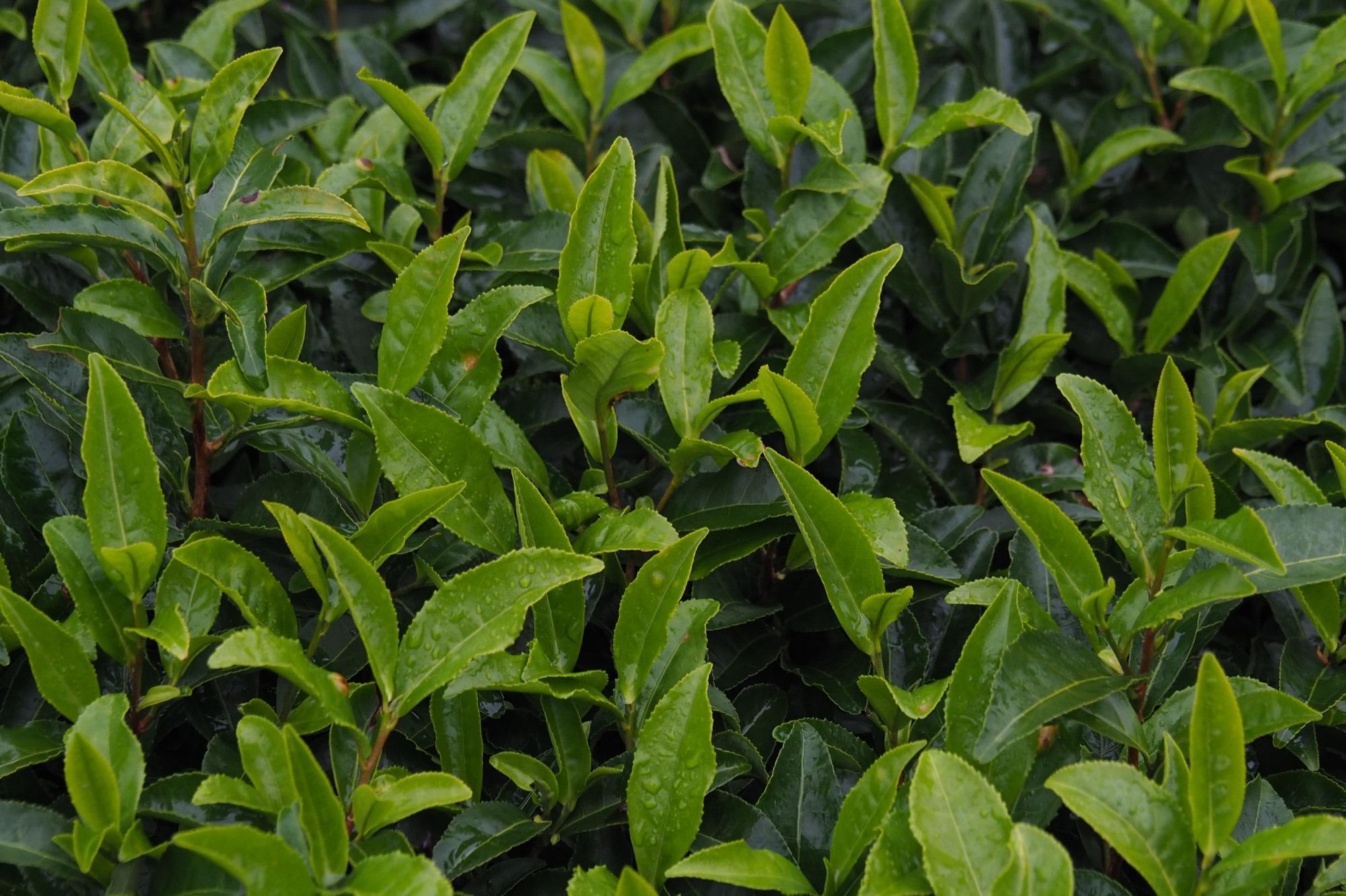 Close-up of tea leaves on the bush.